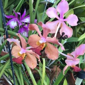 Meet your Posher, Carmen